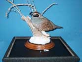 Valley Quail
